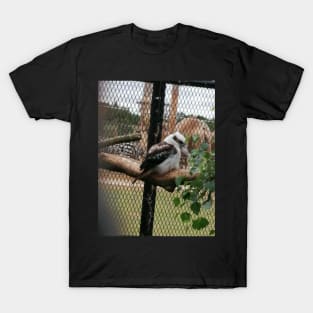 Kookaburra T-Shirt